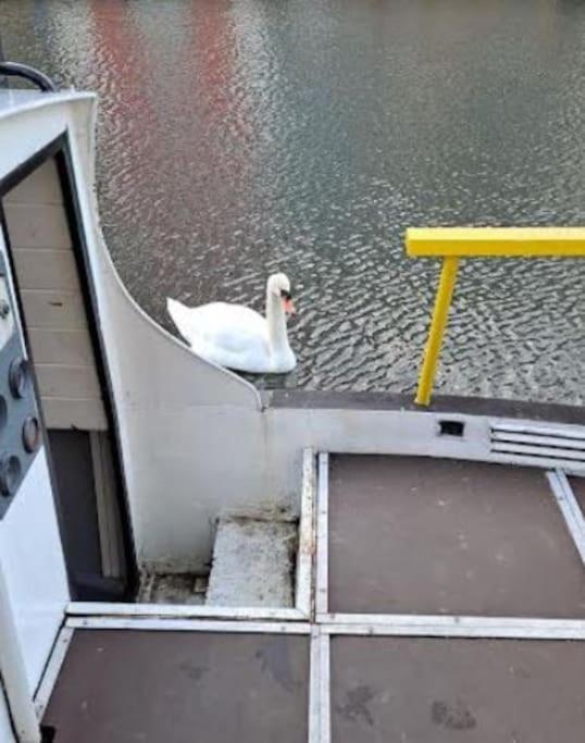 Unique Narrowboat In Town Centre Essex Botel *